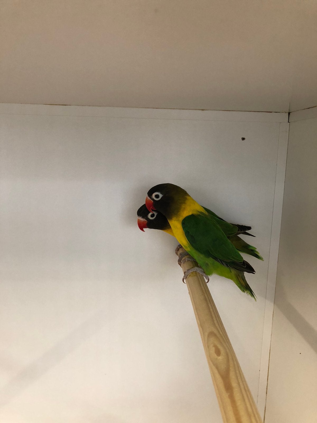 Personata, Dieren en Toebehoren, Vogels | Parkieten en Papegaaien, Geslacht onbekend, Dwergpapegaai of Agapornis