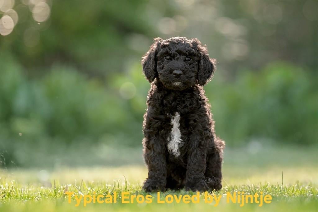 Barbetpups, Parvo, 8 tot 15 weken, Meerdere, Nederland