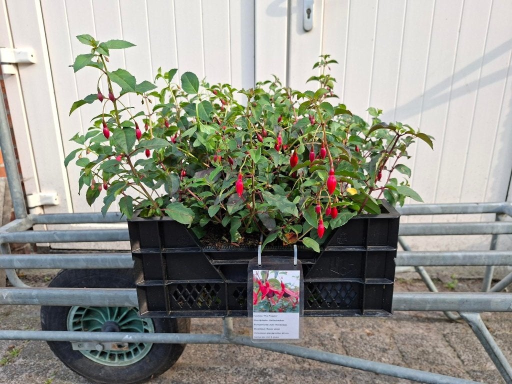 Bloeiende Fuchsia 'Mrs Popple' (Bellenplant) in pot!, Tuin en Terras, Planten | Tuinplanten, Ophalen, Overige soorten, Volle zon