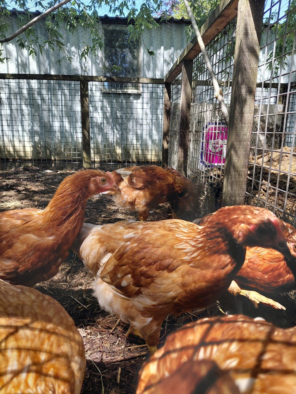 legkippen, Dieren en Toebehoren, Vrouwelijk, Kip