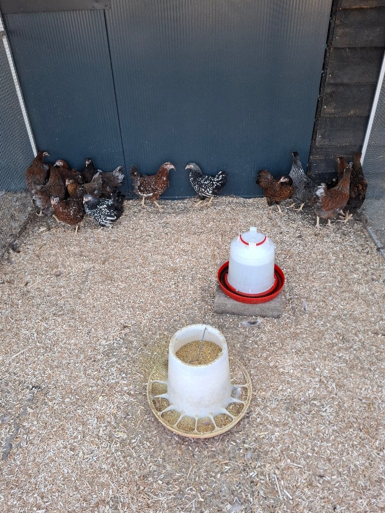 Wyandotte kriel hennen, verschillende kleuren, Dieren en Toebehoren, Pluimvee, Vrouwelijk, Kip