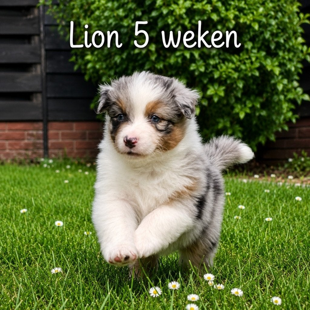 Australian Shepherd pups met stamboom, Dieren en Toebehoren, Parvo, 8 tot 15 weken, Meerdere, Meerdere dieren