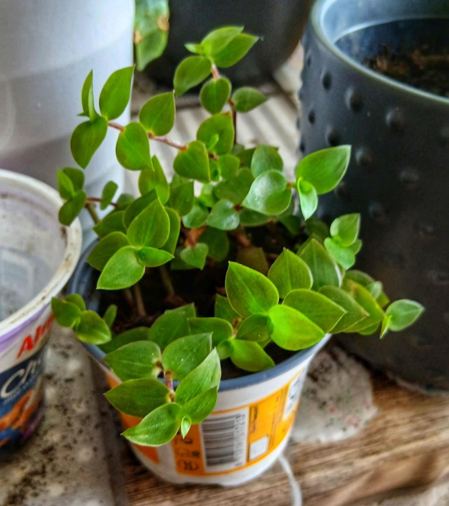 Tradescantia fluminensis - Zebrina plantje, Huis en Inrichting, Kamerplanten, Ophalen
