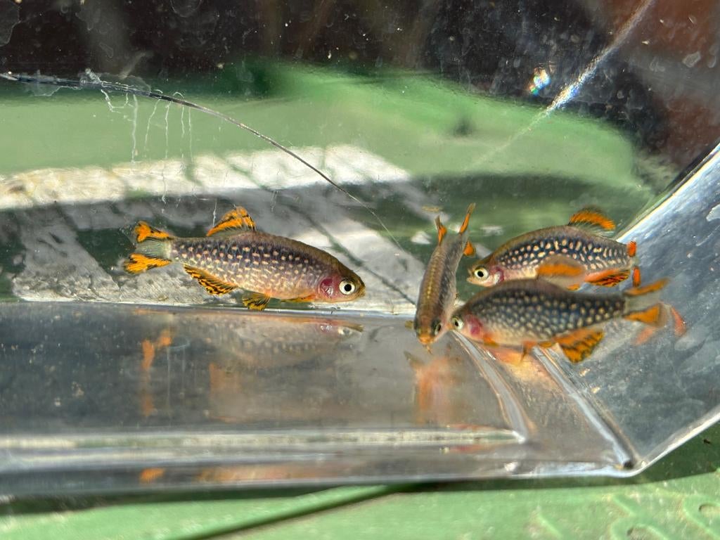 Galaxy Rasbora / hemelse parel danio, Dieren en Toebehoren, Vissen | Aquariumvissen, Vis, Zoetwatervis