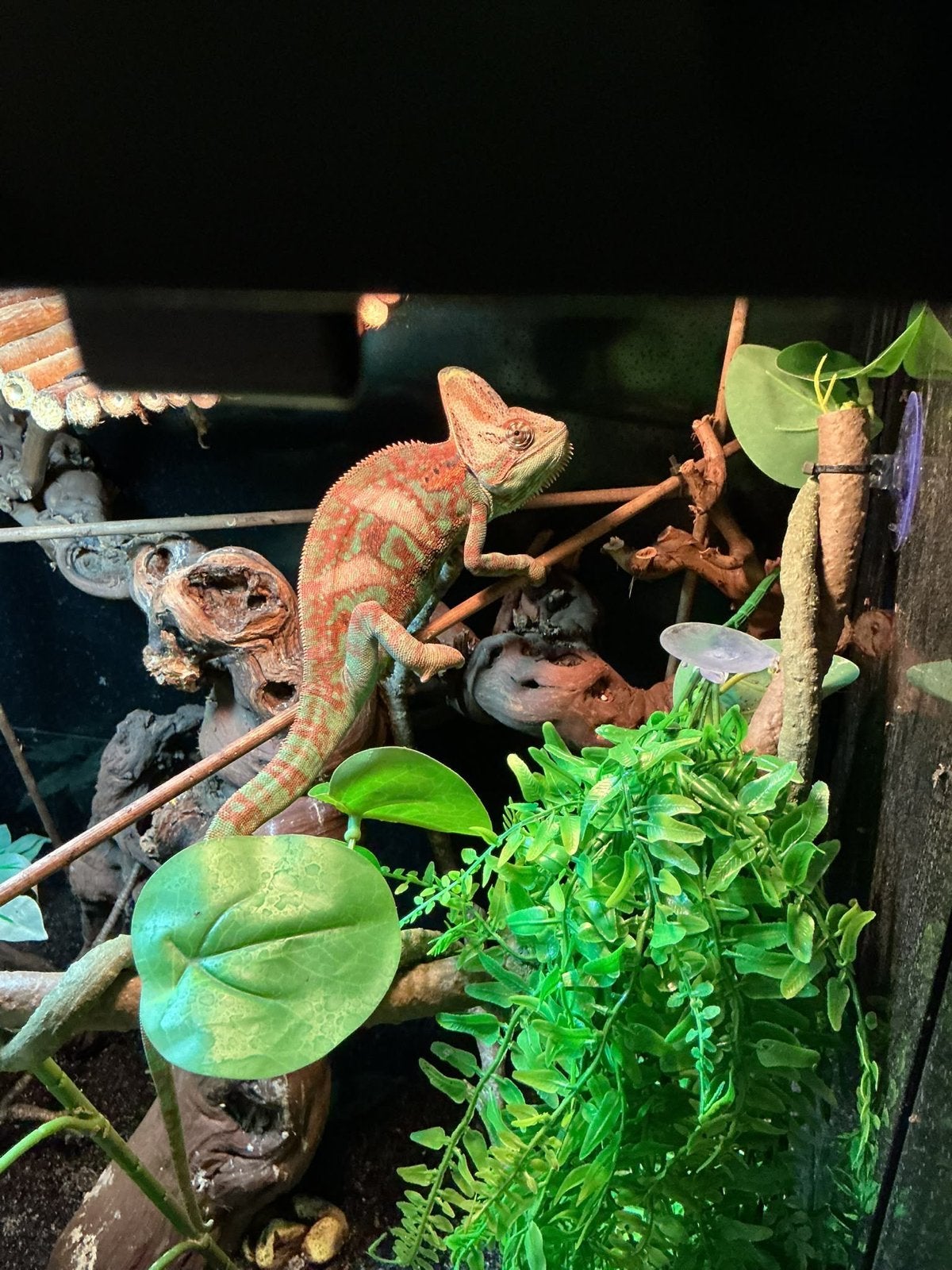 /terrarium met kameleon.