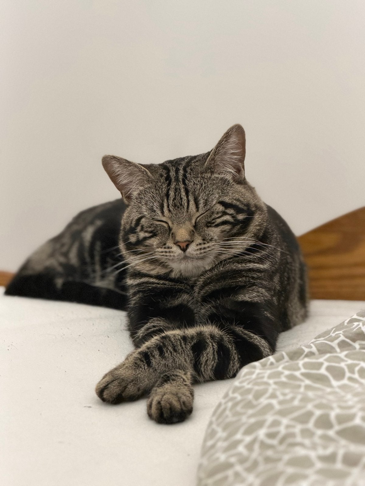 Lieve Tijgerkat️, Kater, Kortharig, 0 tot 2 jaar