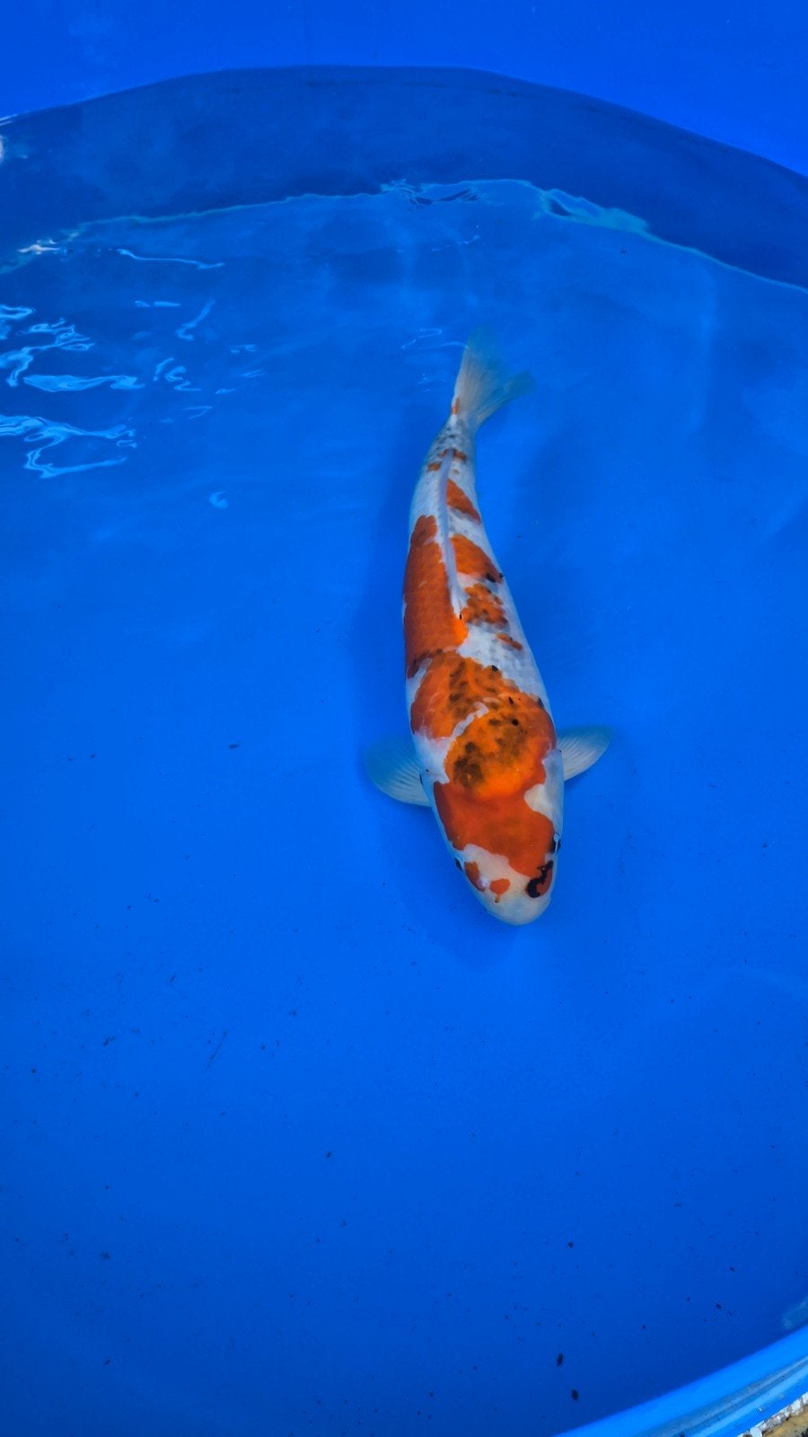 showa Dainichi, sansai, female, certificaat 61cm, Karper of Koi