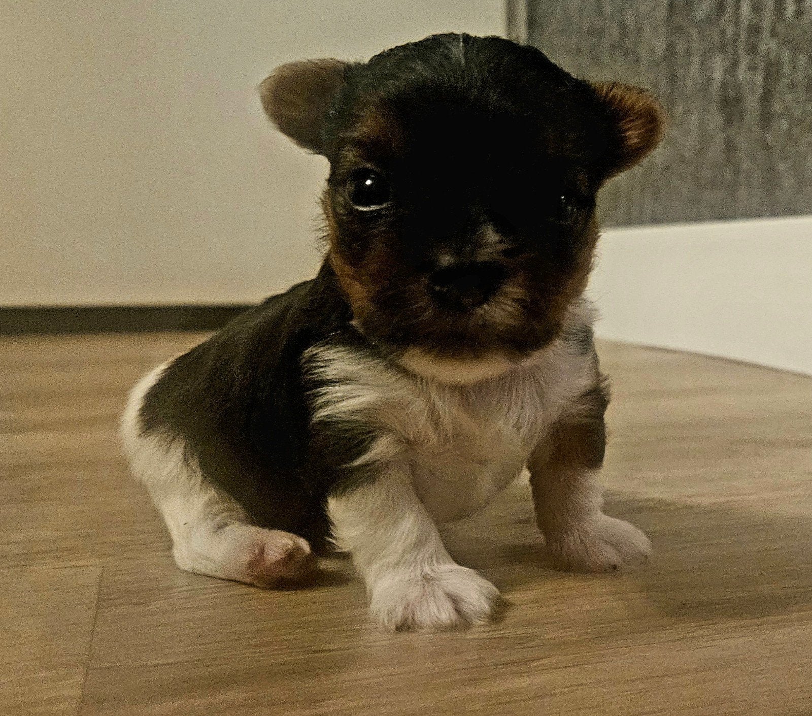 BIEWER TERRIĖR PUPPY, 8 tot 15 weken, Eén hond, Nederland, Particulier