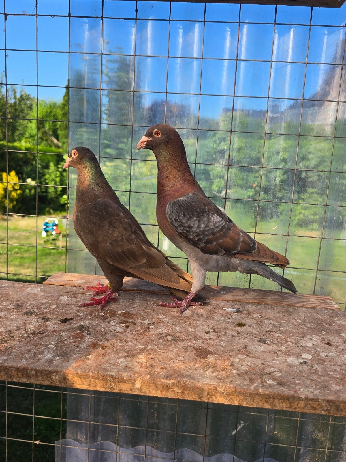 Amber postduiven duiven te koop, Dieren en Toebehoren, Meerdere dieren, Postduif