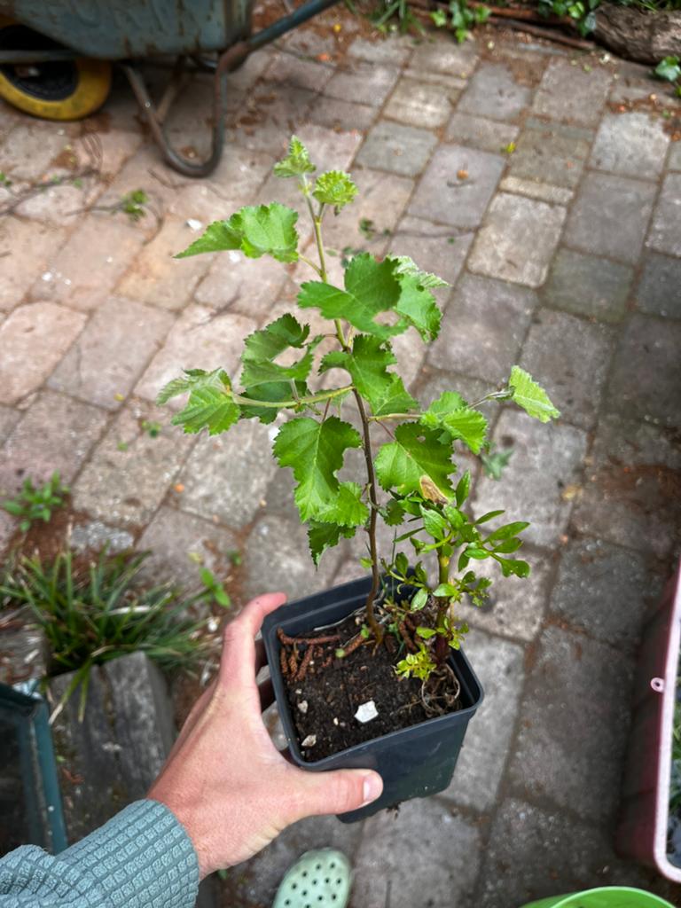 Zachte berk in p9 pot, Tuin en Terras, Planten | Bomen, Volle zon, Bloeit niet, Minder dan 100 cm, Overige soorten