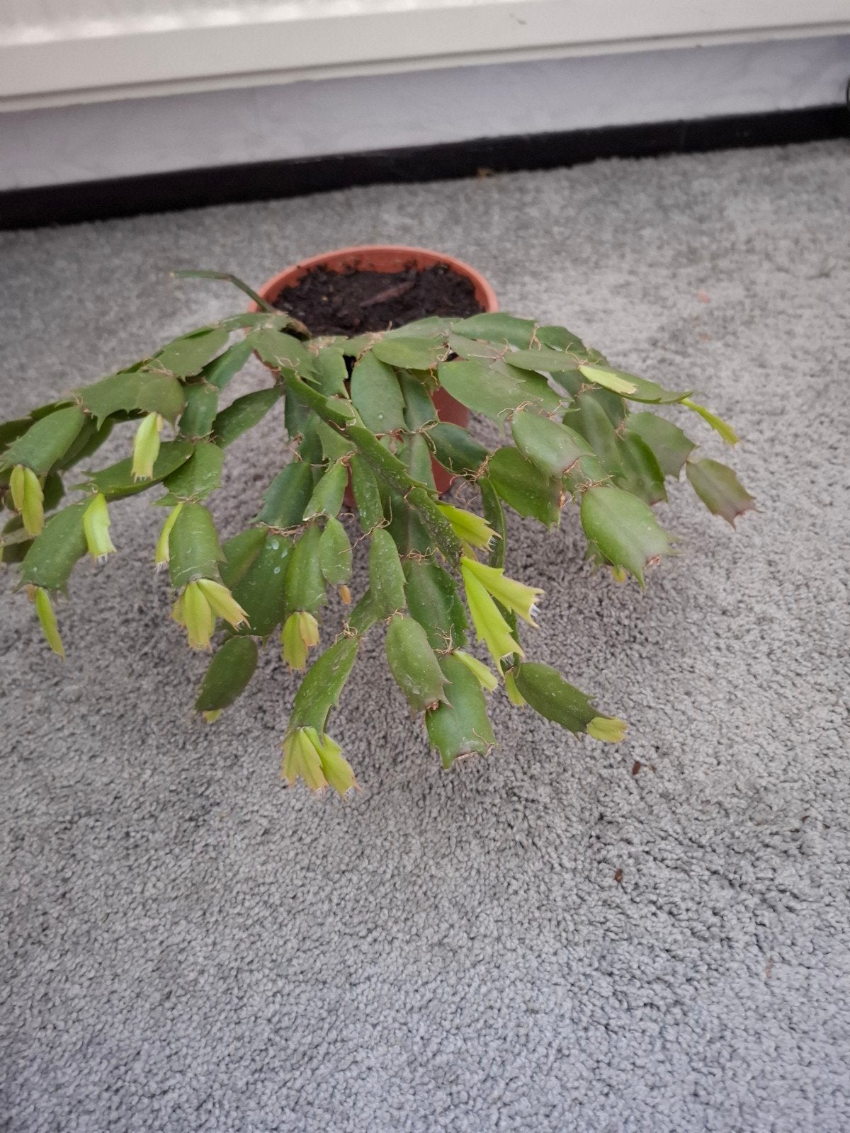 Rhipsalis (Koraalcactus lidcactus) - Unieke hangplant, Ophalen, Overige soorten, Halfschaduw