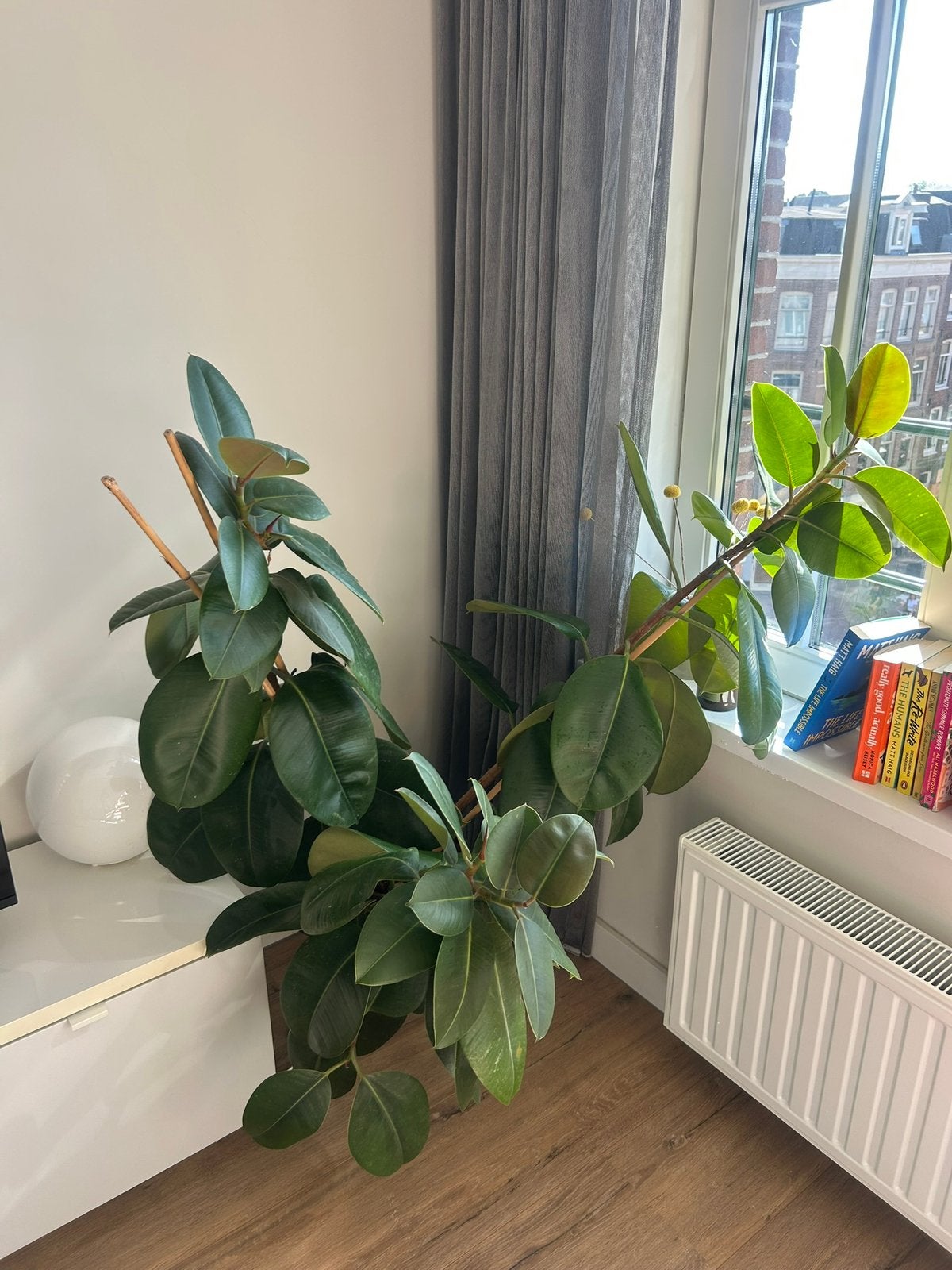 Large Ficus Elastica (Rubberplant) in pot, Ophalen, In pot, Halfschaduw, Minder dan 100 cm