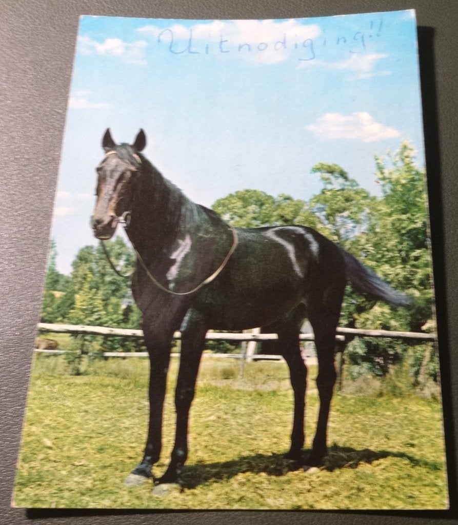 Paarden - Glanzend zwart - KHo03, Verzamelen, Ophalen of Verzenden, 1980 tot heden, Gelopen, Paard