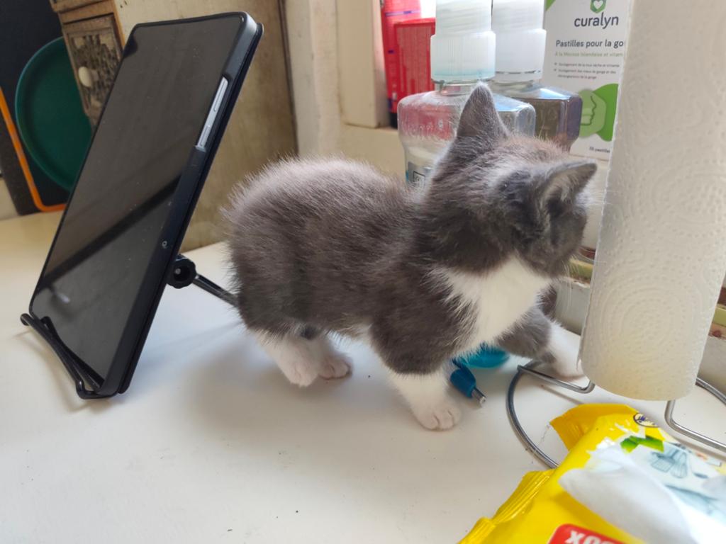 Prachtige kittens - beide poezen - kunnen direct weg, Dieren en Toebehoren, Poes