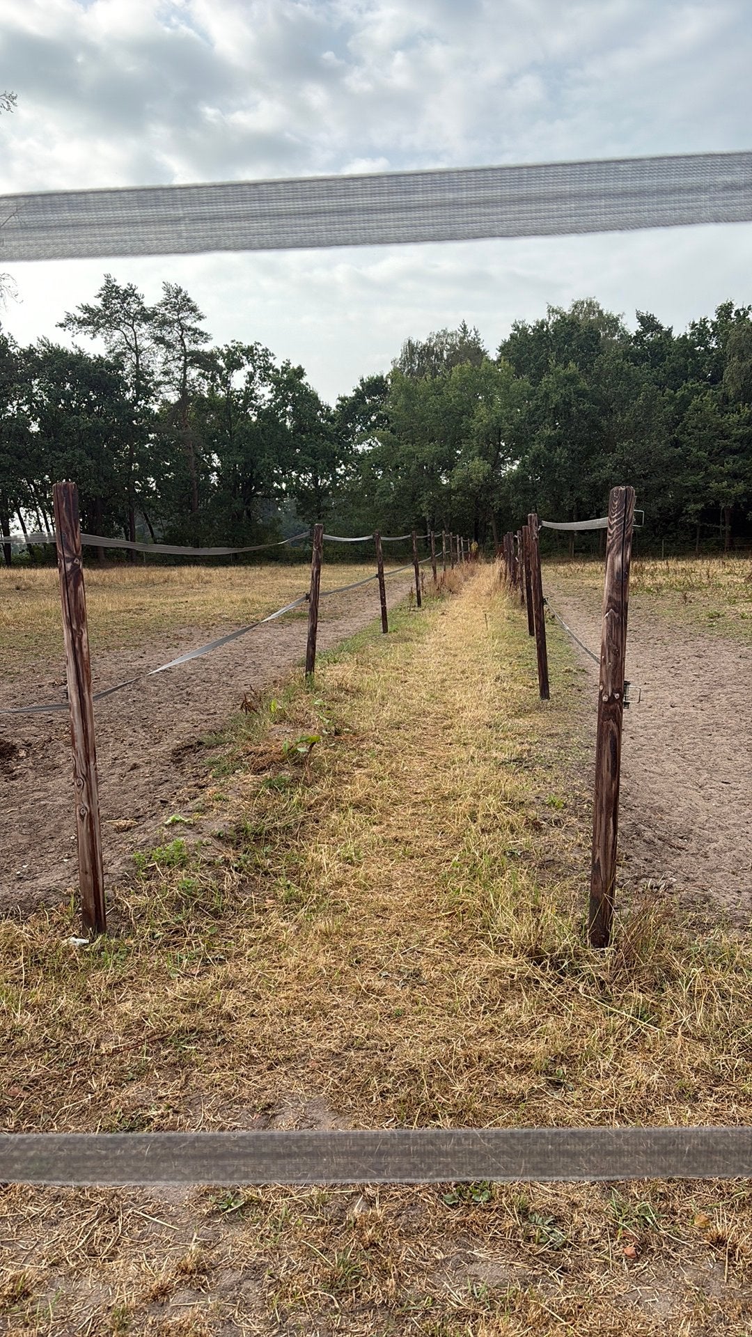 125 weipalen met lint, Weidegang, 4 paarden of pony's of meer