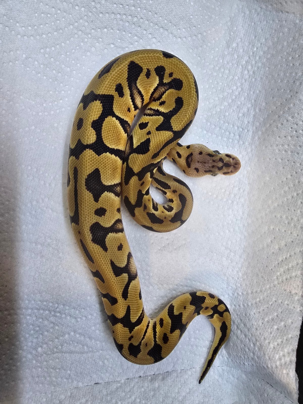 Koningspython (Python regius) – Nederlandse nakweek 2026

Op Ball Python photo 10