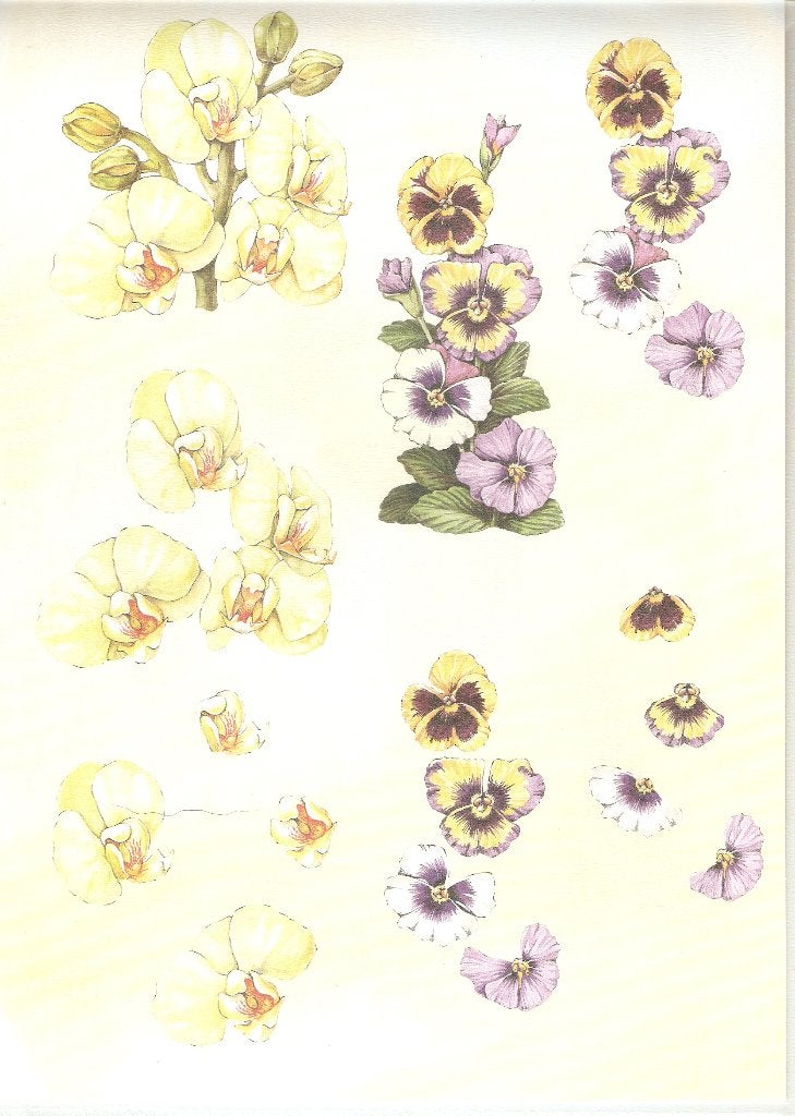B62 knipvel bloemen viooltjes, Hobby en Vrije tijd, Ophalen of Verzenden, Nieuw, Natuur, Knipvel