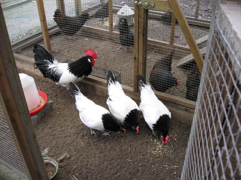 Broedeieren Lakenvelder kippen, Dieren en Toebehoren, Pluimvee, Geslacht onbekend, Kip