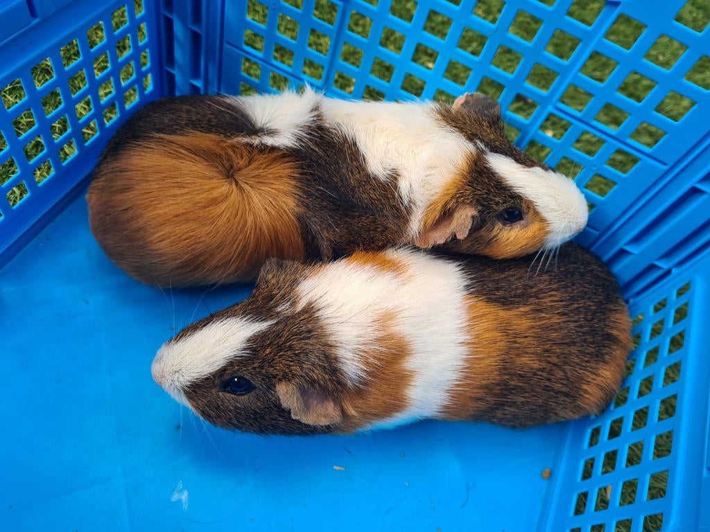 2 cavia's (beertjes), November, Mannelijk, Cavia