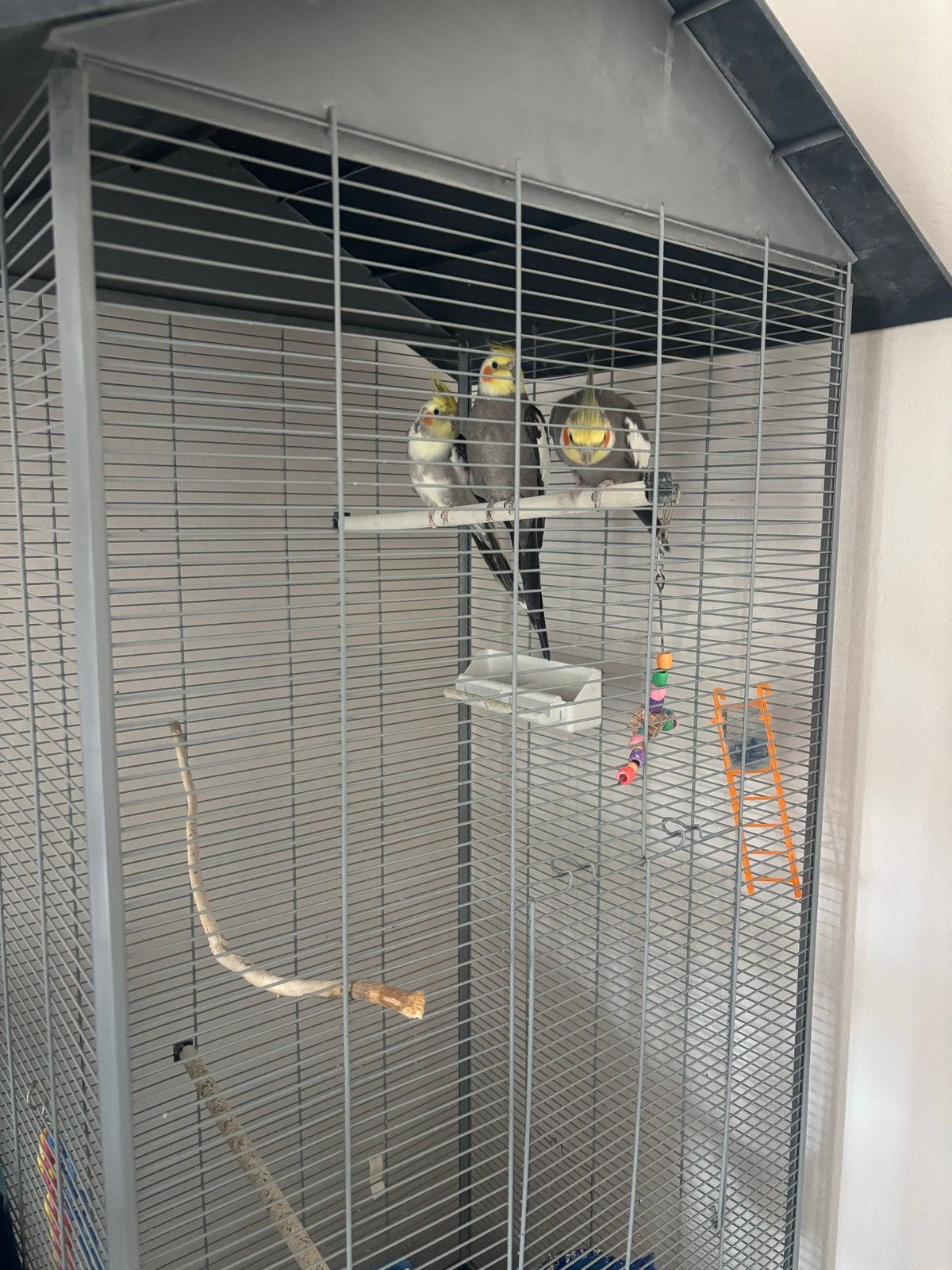 Partots / parkieten, Meerdere dieren, Parkiet
