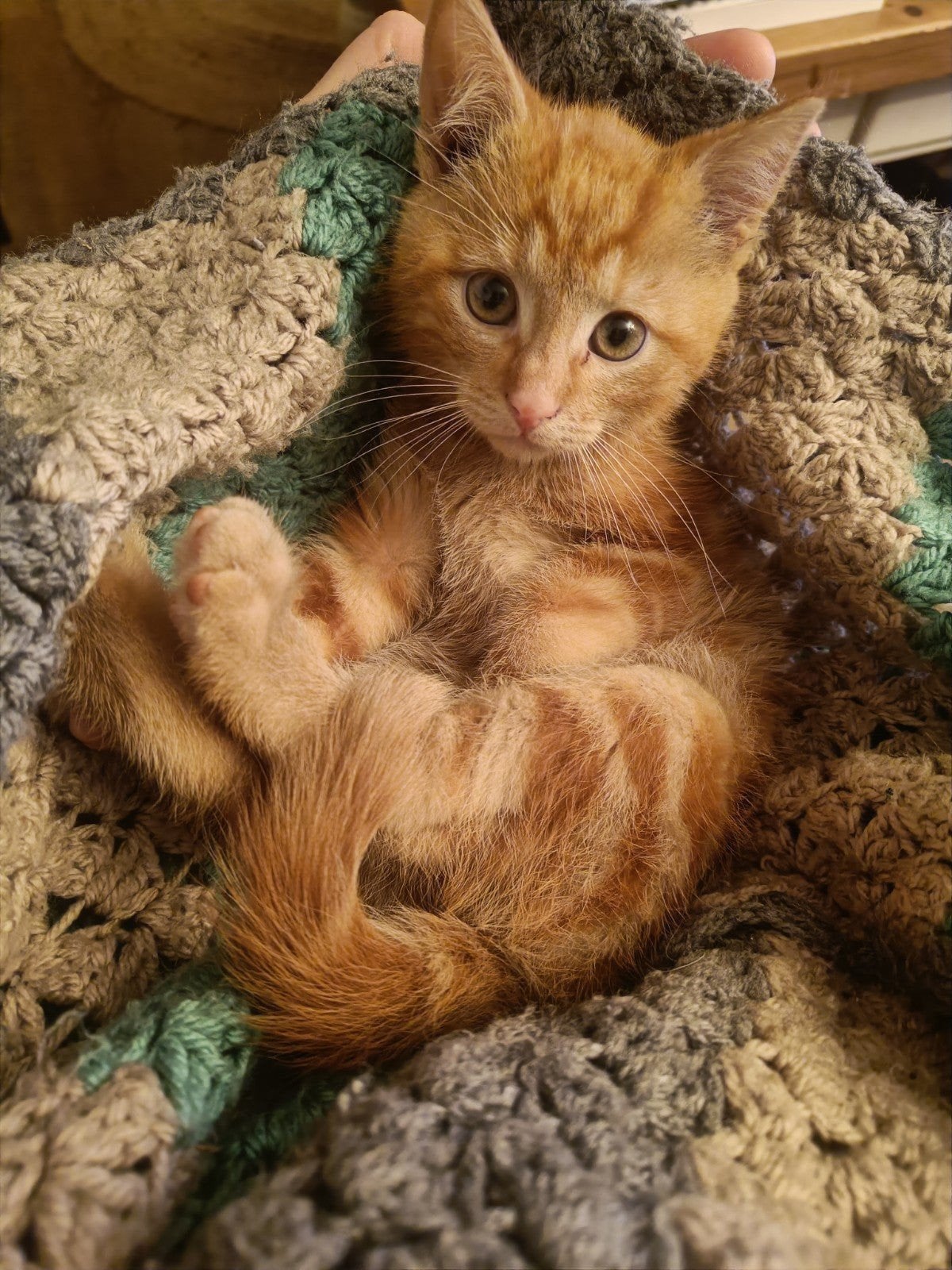 Schattige rode kitten (katertje), Dieren en Toebehoren, Kater, Ontwormd
