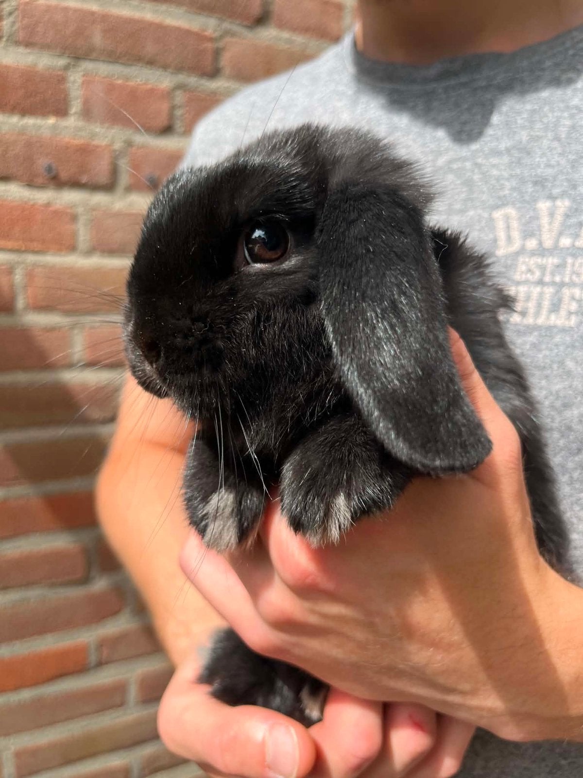 Schattig klein NHD konijntje zoekt een lief thuis!, Dieren en Toebehoren, Mannelijk, Dwerg, Hangoor, 0 tot 2 jaar