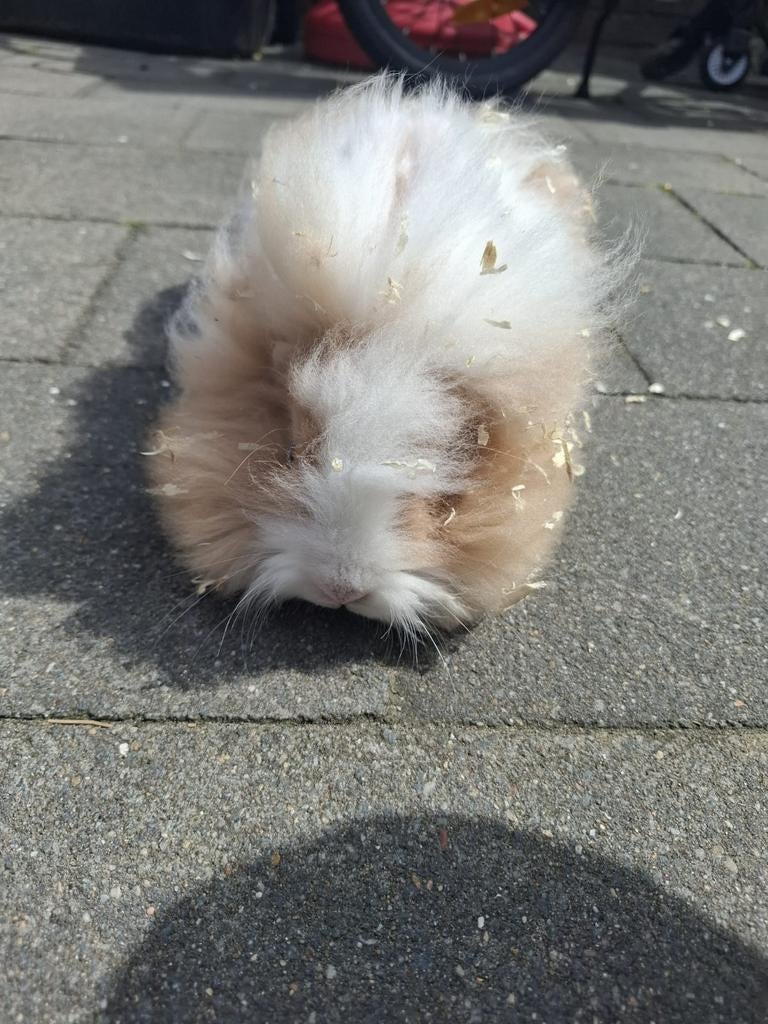 Lief mannetjes konijn, Dieren en Toebehoren, Konijnen, Mannelijk