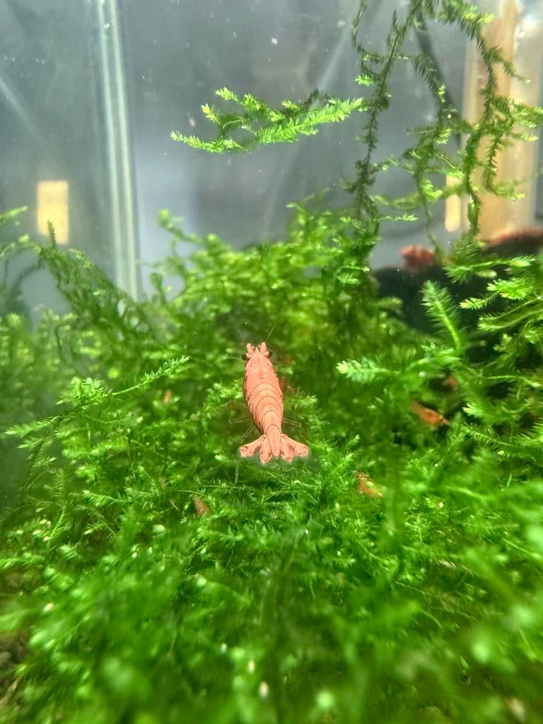 Red Sakura garnalen, Dieren en Toebehoren, Vissen | Aquariumvissen, Kreeft, Krab of Garnaal