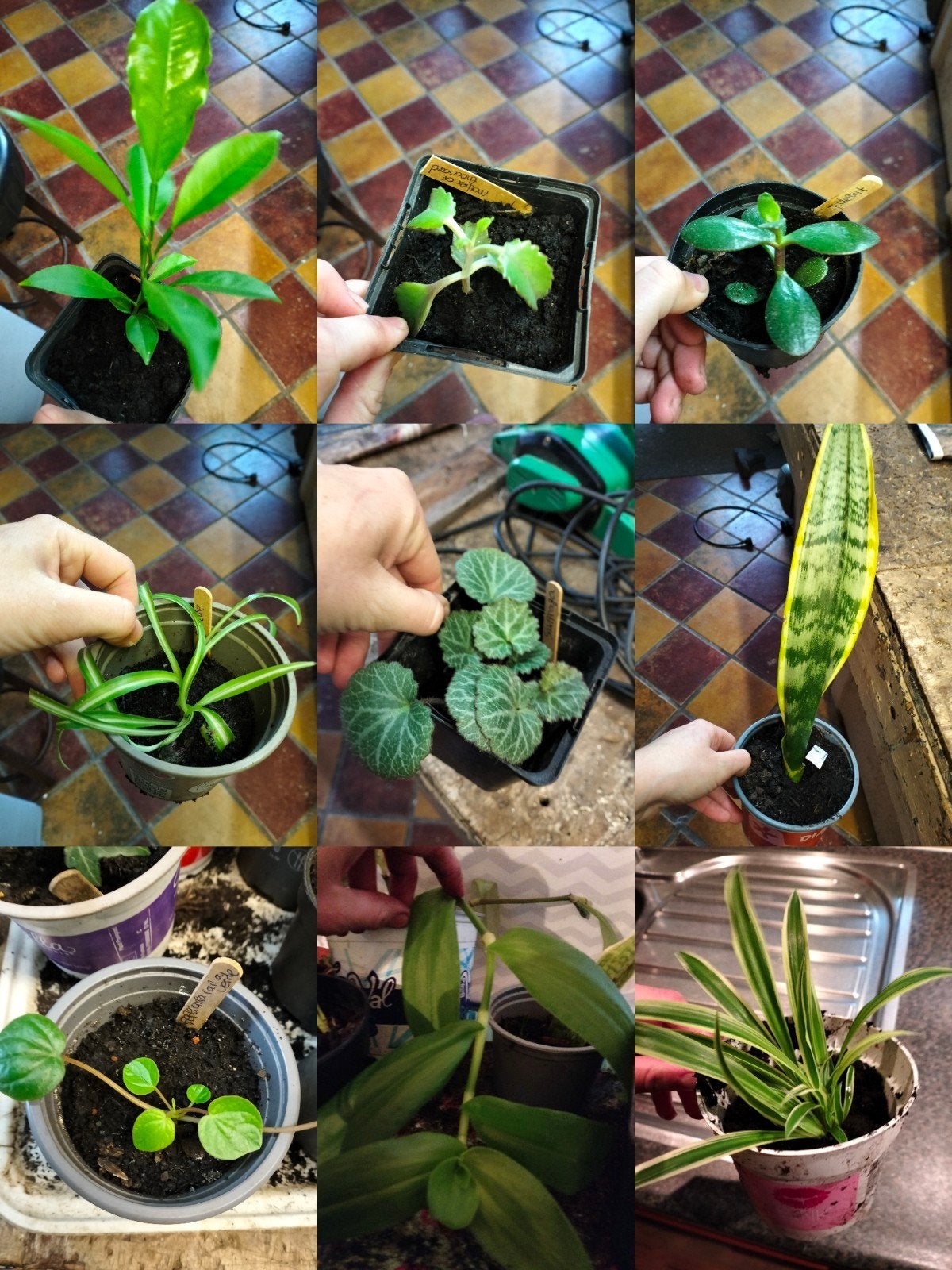 Allerlei stekjes: graslelie, saxifraga, vrouwen tong etc, Ophalen of Verzenden, Halfschaduw, Minder dan 100 cm