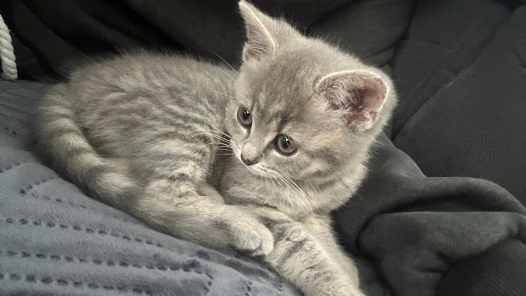 britse korthaar kitten, Poes, Kortharig, 0 tot 2 jaar
