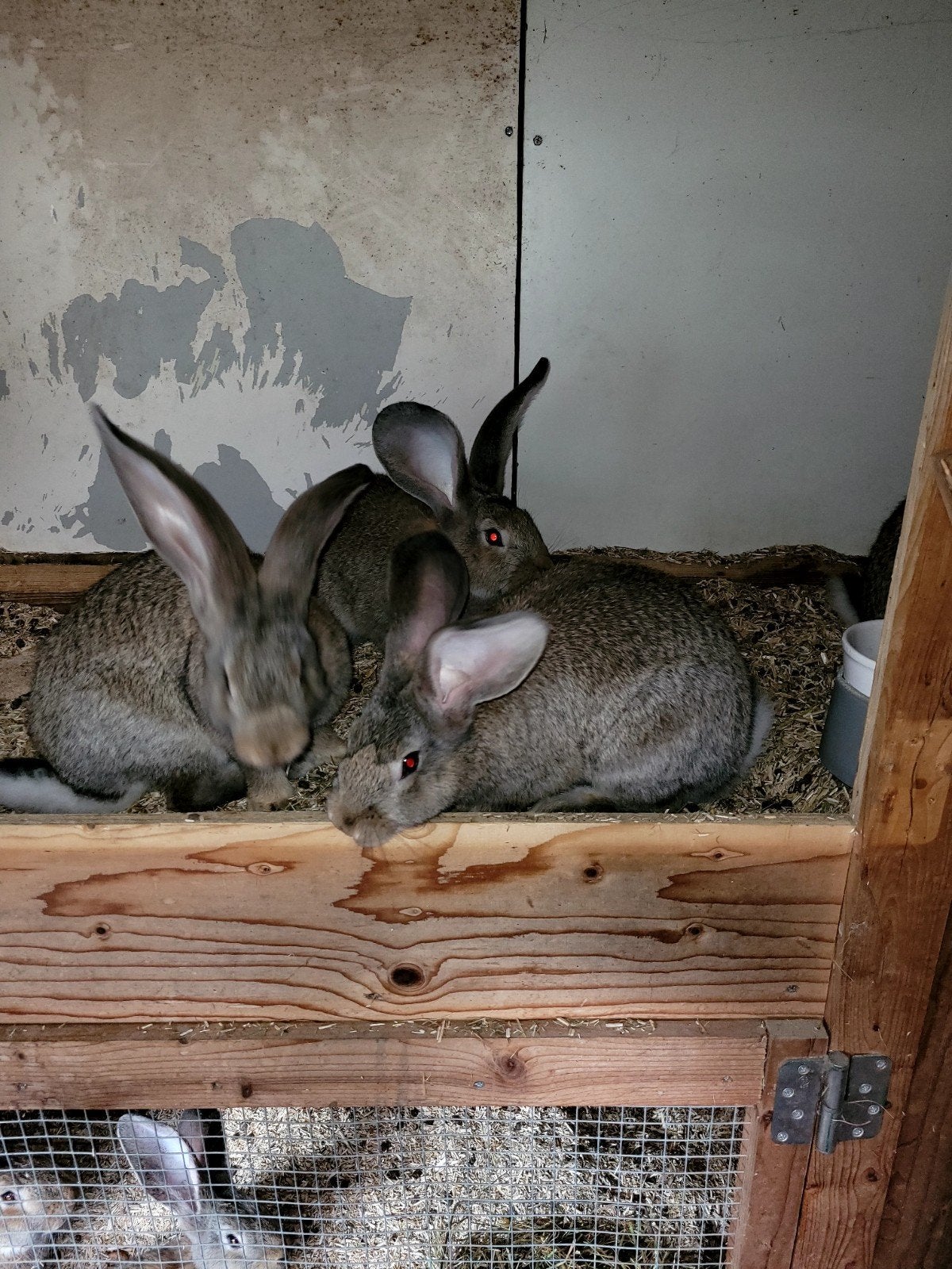 raszuivere vlaamse reuzen, Dieren en Toebehoren, Konijnen, Meerdere dieren, Groot