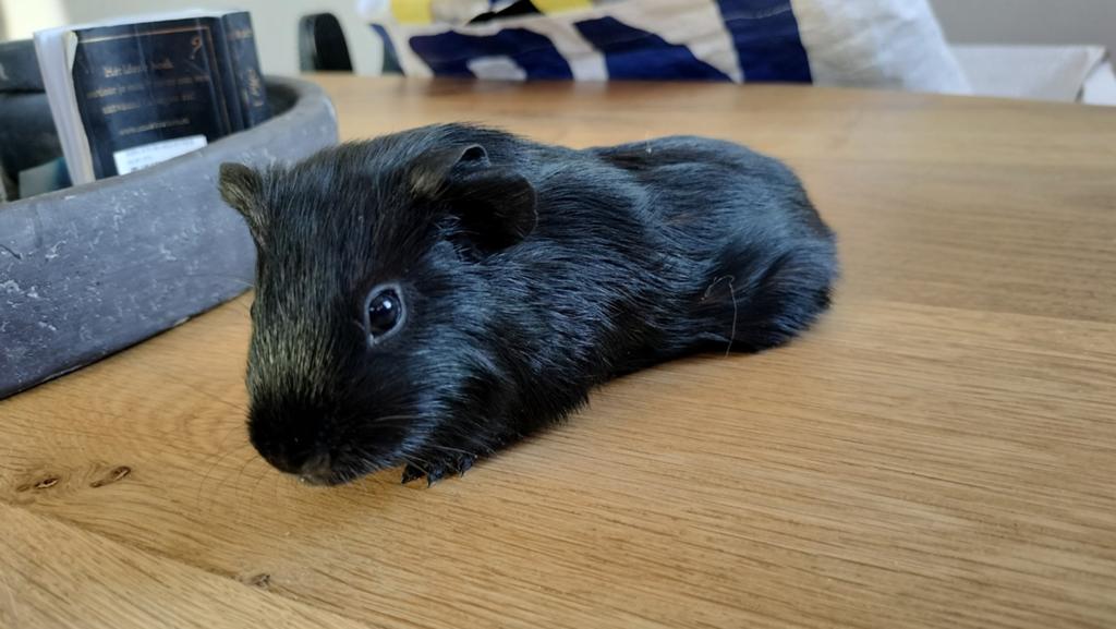 Cavia Beer (4 stuks), Dieren en Toebehoren, Cavia, April, Mannelijk, Tam