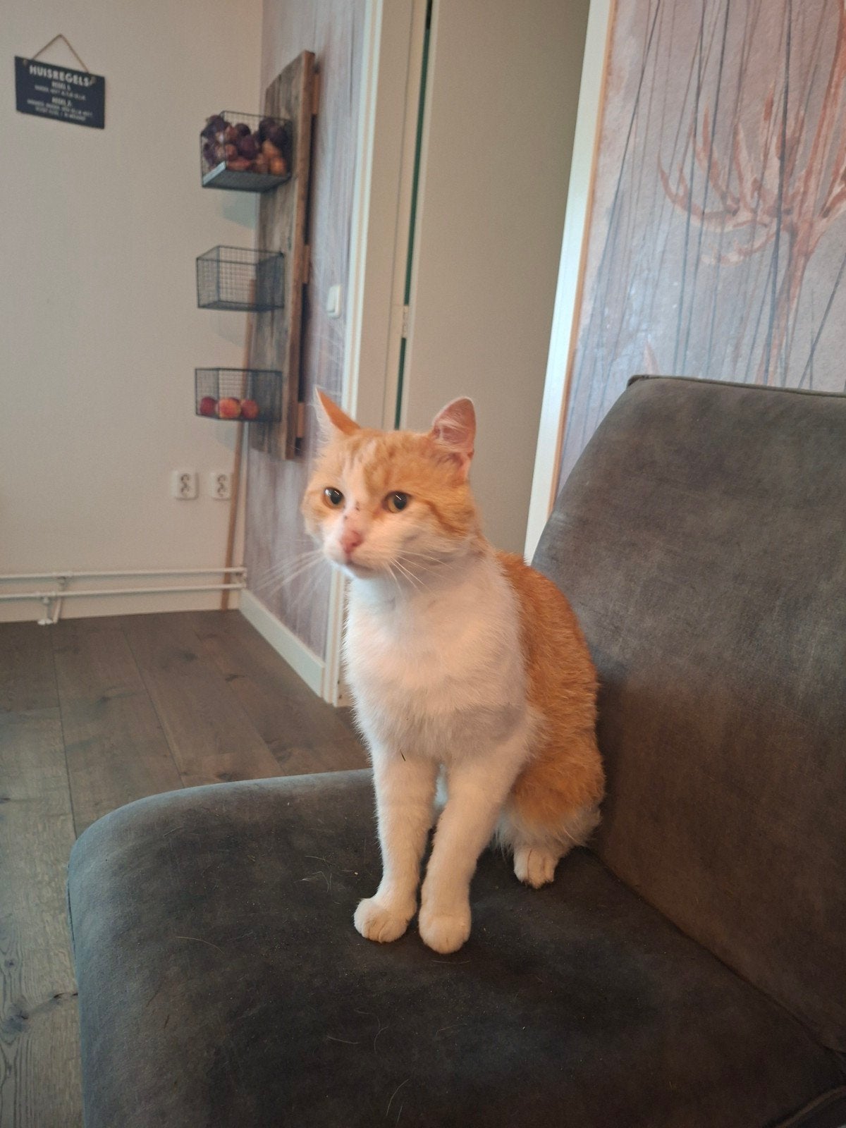 Lieve kater gratis, Dieren en Toebehoren, Katten en Kittens | Overige Katten, Kater