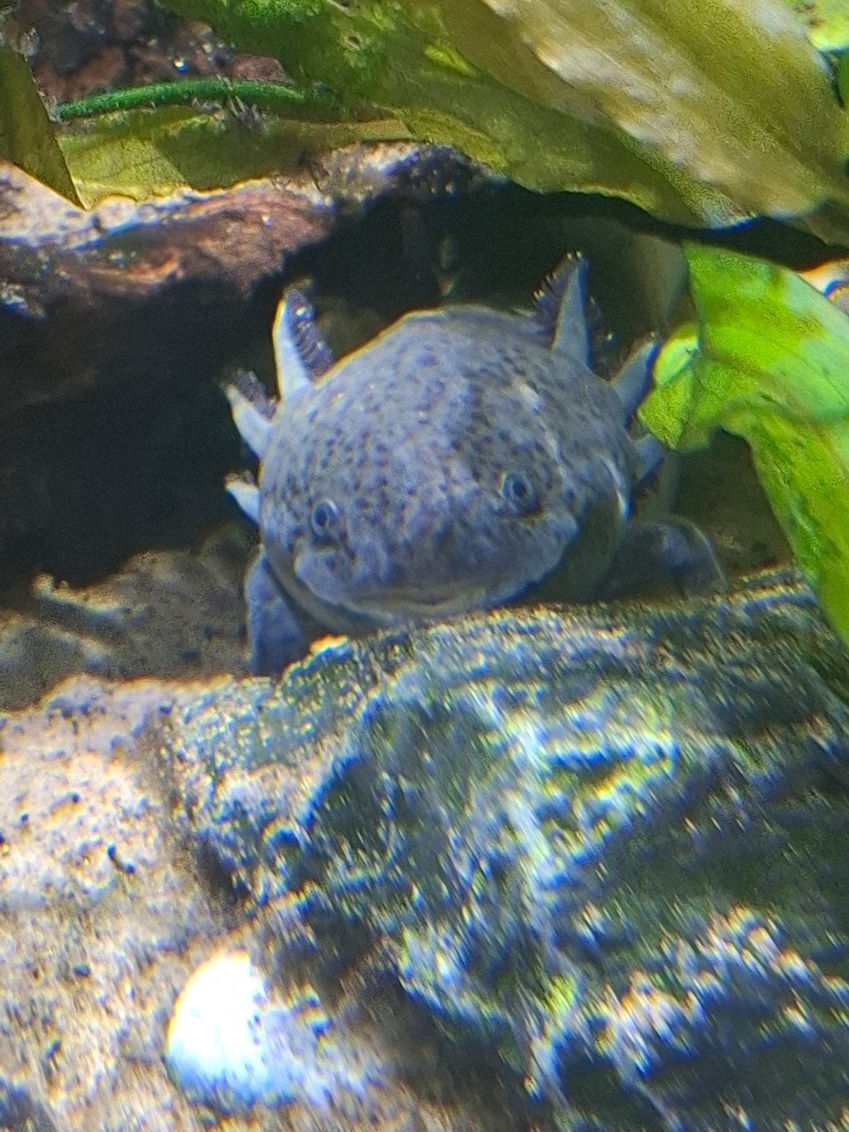 2 axolotl, Dieren en Toebehoren, 0 tot 2 jaar