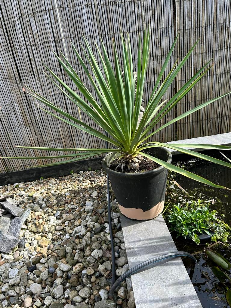 Yuca aloifolia in stenen pot, Overige soorten, Volle zon, Vaste plant, Ophalen of Verzenden
