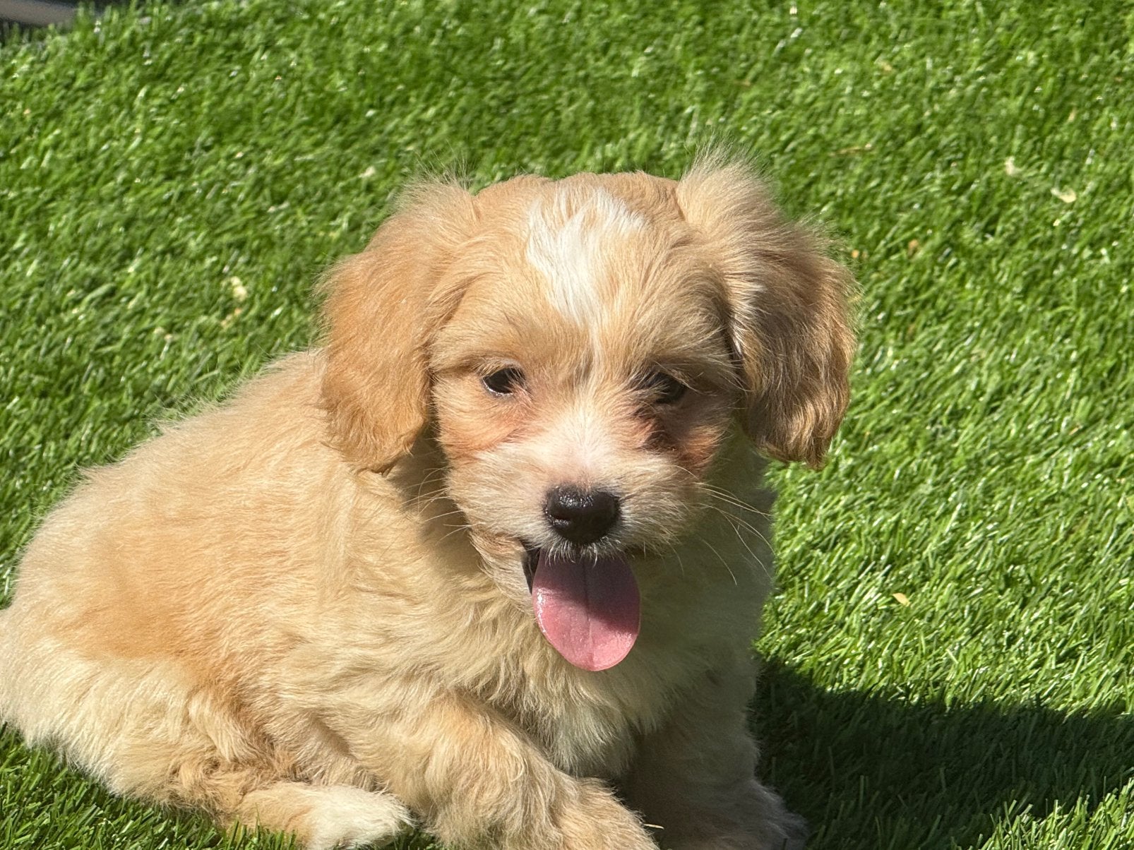 Mooie maltipoo pups poedel x maltezer pups, Dieren en Toebehoren, Nederland, Parvo, 8 tot 15 weken, Meerdere