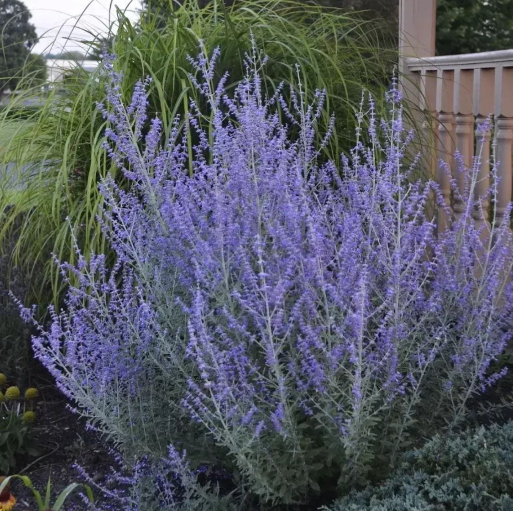 Perovskia blue steel atriplicifolia, Volle zon, Vaste plant, Zomer, Ophalen