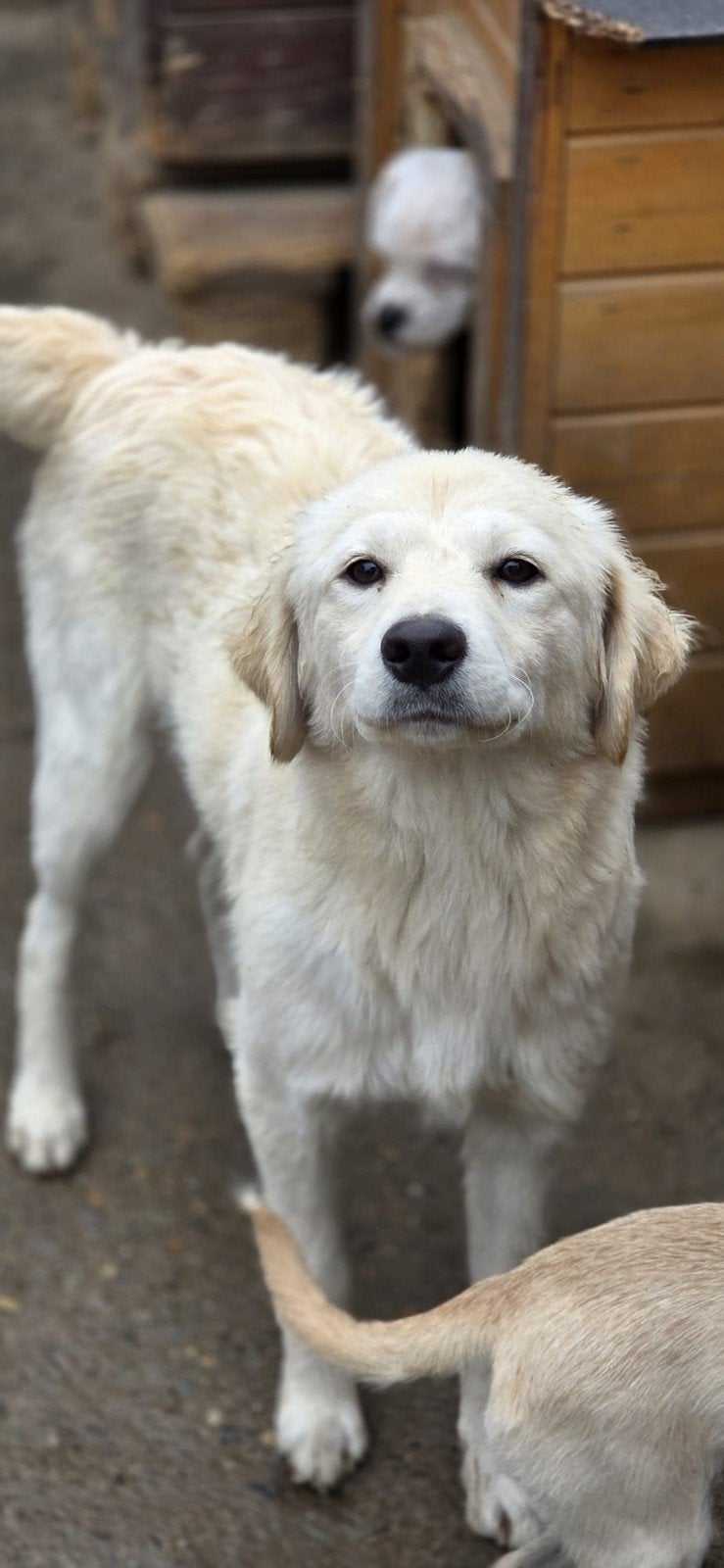 Pup Lex zoekt een baasje, 15 weken tot 1 jaar, Buitenland, Groot, Eén hond