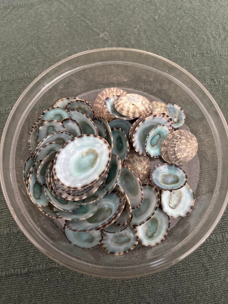 Groene paua limpets, Ophalen, Gebruikt