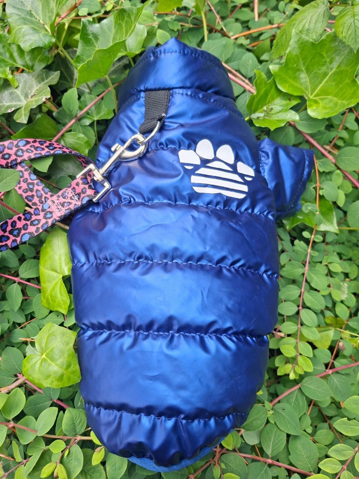 Clothes for mini dog new the leash as a gift, Ophalen