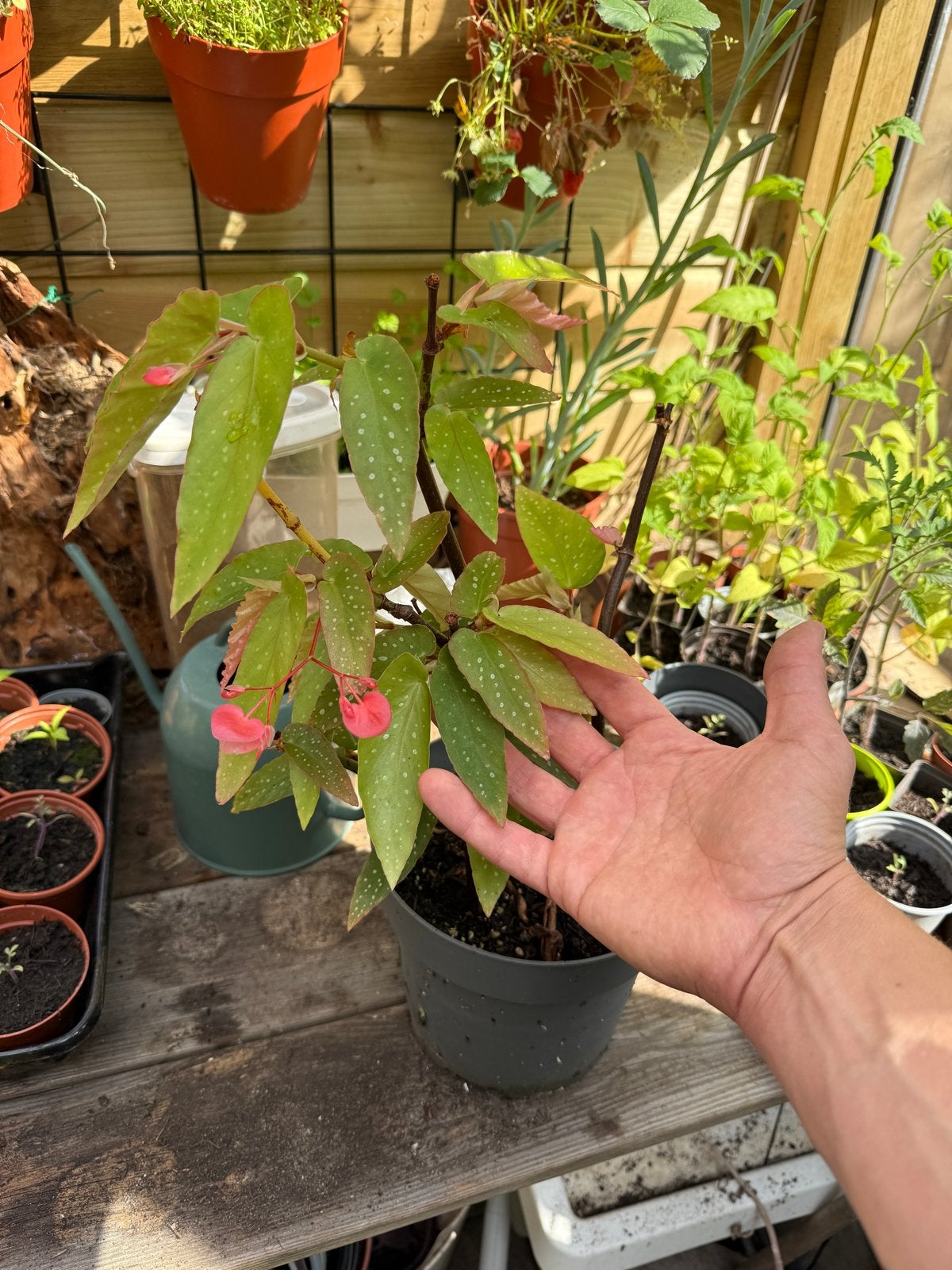 Begonia Angel Wing Pink, Ophalen of Verzenden, Halfschaduw, Minder dan 100 cm