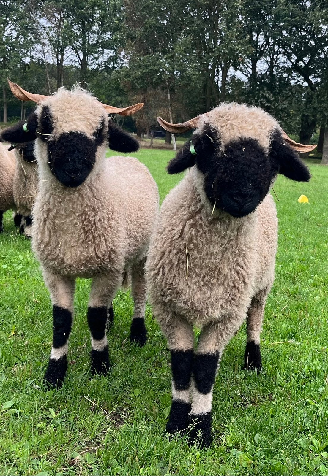 Walliser Schwarznase ooien, Vrouwelijk, Schaap