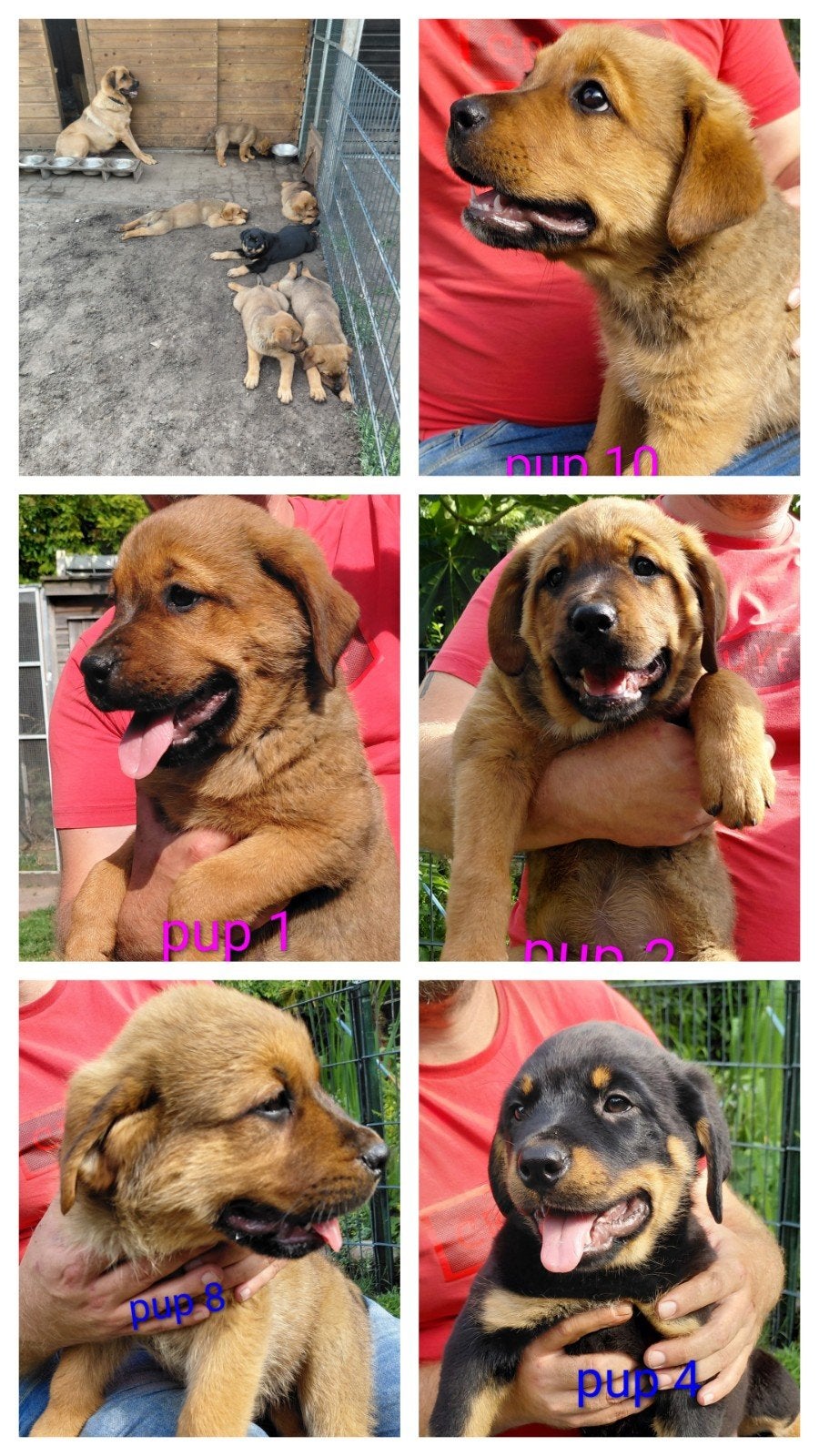Rottweiler x Moskovitische waakhond pups, Parvo, 8 tot 15 weken, Groot, Meerdere