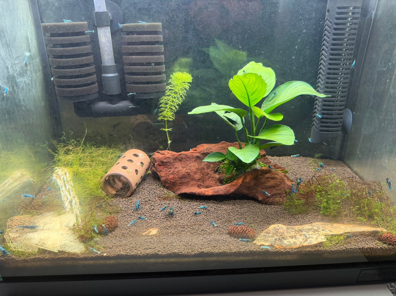 Twee aqauariums caradina garnalen, Ophalen, Zo goed als nieuw, Leeg aquarium