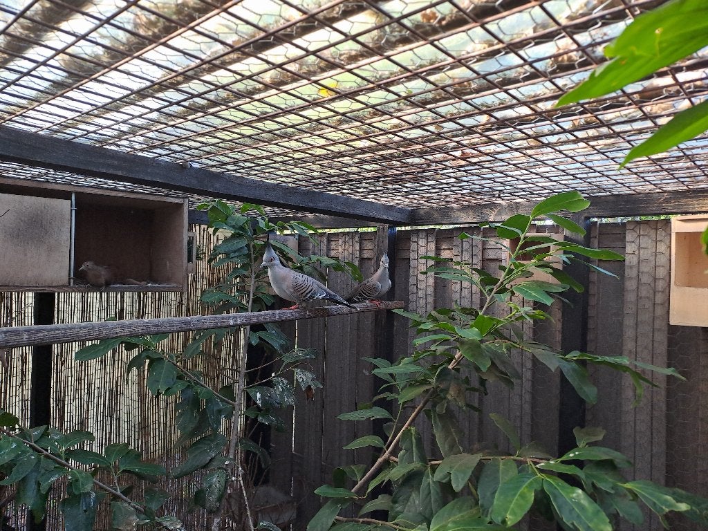 Australische Kuifduiven 0-2, Meerdere dieren, Overige soorten