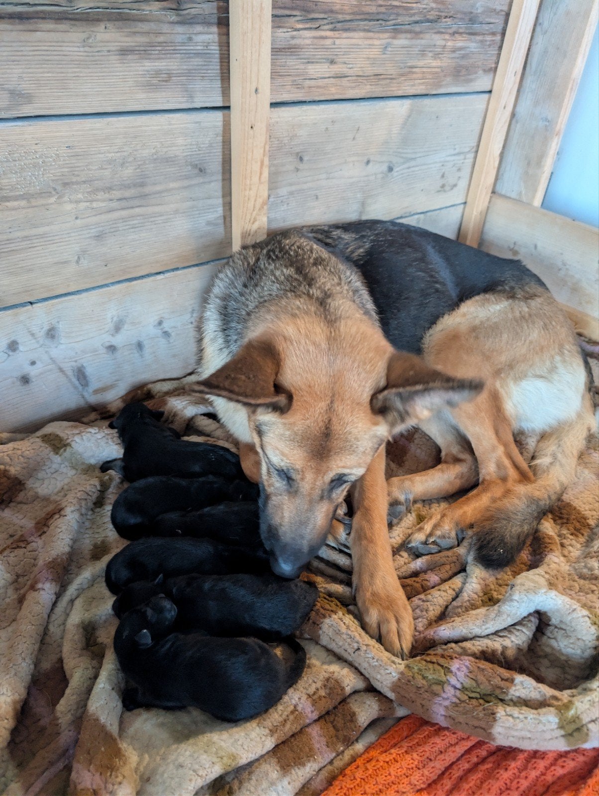 Shollie pups te koop, Dieren en Toebehoren, Honden | Herdershonden en Veedrijvers, Parvo, 8 tot 15 weken, Collie, Meerdere