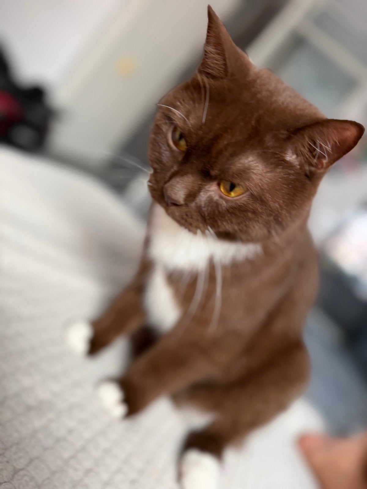 Britse korthaar kat zoekt nieuwe huisje!!!, Kater, Gechipt, 0 tot 2 jaar