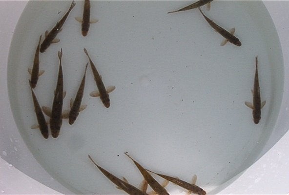 Grondels (bodemopruimers) 7/10 cm voor slechts 0,80 €/stuk., Karper of Koi