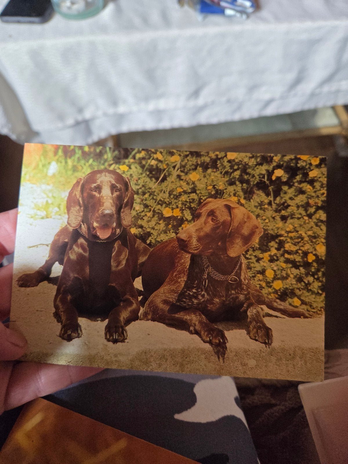 Vintage Ansichtkaart: Twee Bruine Honden, Ophalen of Verzenden, 1960 tot 1980, Ongelopen