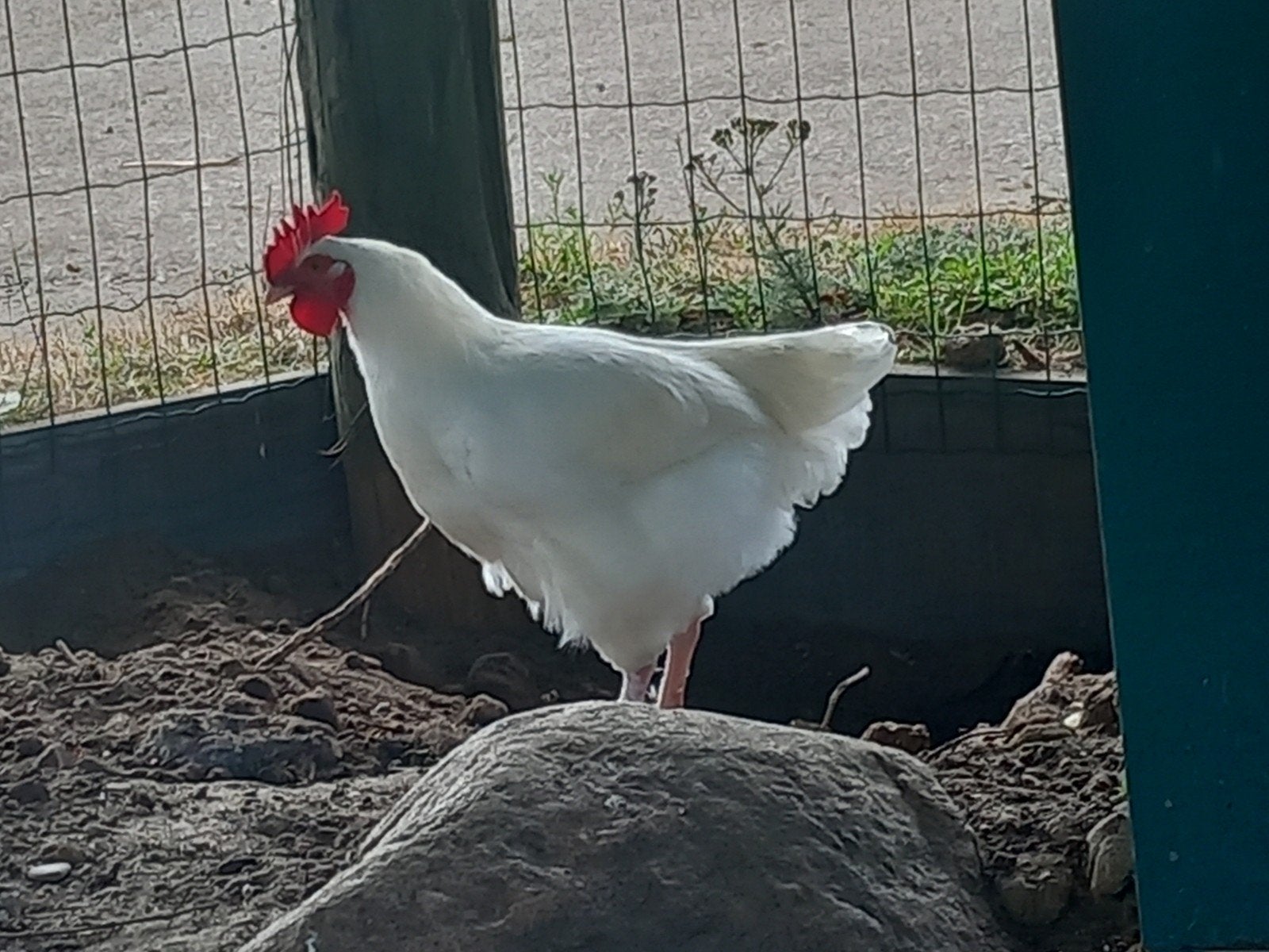 Hanen, Dieren en Toebehoren, Pluimvee, Mannelijk, Kip